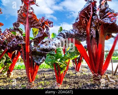 Rhubarb Chard Beta vulgaris subsp.cicla var. Flavescens 'Rhubarb Chard' 'Swiss Chard' che cresce in orto steli rossi commestibili e foglie, cielo blu dietro Foto Stock