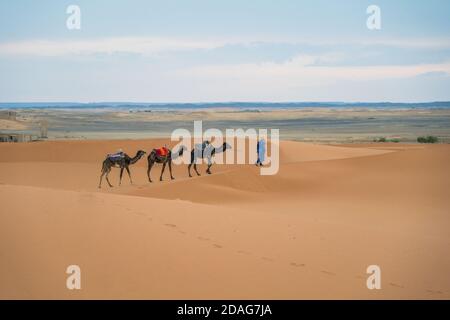 Merzouga, Marocco - 29 2019 APRILE: Passeggiata marocchina con tre cammelli nel deserto del Sahara Foto Stock