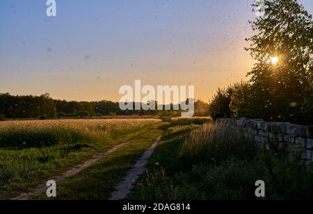 nuvole di zanzare nei raggi del sole che tramonta Foto Stock