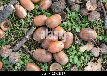 Ghiande cadute (Quercus sp) Foto Stock