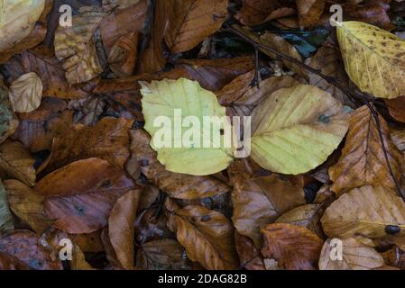 Lettiera di foglia comprendente foglie del faggio (Fagus sylvaticus) Foto Stock