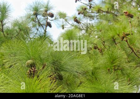 Coni e aghi di pino Monterey (Pinus radiata) Foto Stock