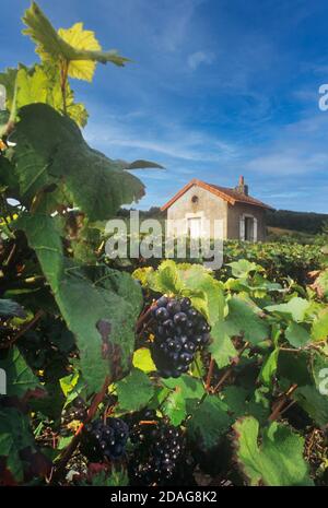 Uve Pinot Nero in vigneto Borgogna con vendemmiatori rustici rifugio in pietra sullo sfondo Bourgogne Côte de Beaune Francia Foto Stock