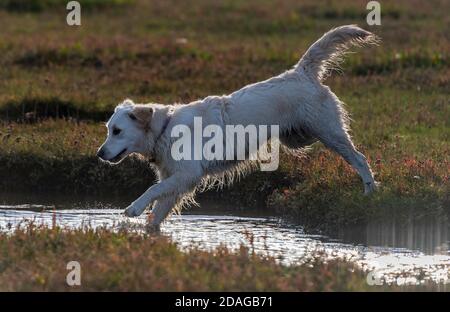 grande labrador retriever che salgono su un fiume divertendosi in una passeggiata. Foto Stock