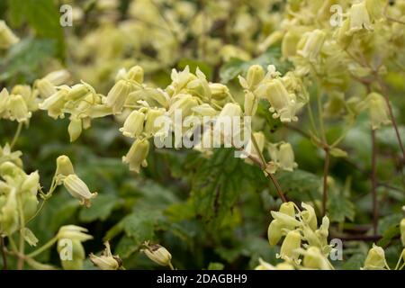 Clematis rehderiana, primo piano insolito ritratto naturale della pianta fiorente Foto Stock