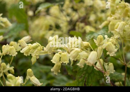 Clematis rehderiana, primo piano insolito ritratto naturale della pianta fiorente Foto Stock