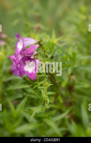 Penstemon (Fensham Series) fiori e verde fogliame, fiori naturali da giardino Foto Stock