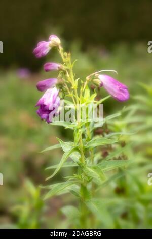 Penstemon (Fensham Series) fiori e verde fogliame, fiori naturali da giardino Foto Stock