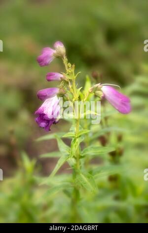 Penstemon (Fensham Series) fiori e verde fogliame, fiori naturali da giardino Foto Stock