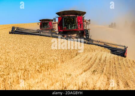 Più mietitrebbie autolivellanti per la raccolta del grano sulle colline di La regione di Palouse di Washington orientale Foto Stock