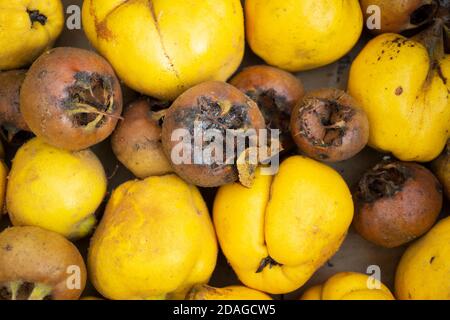 Frutta di Quine e Medlar in una scatola Foto Stock