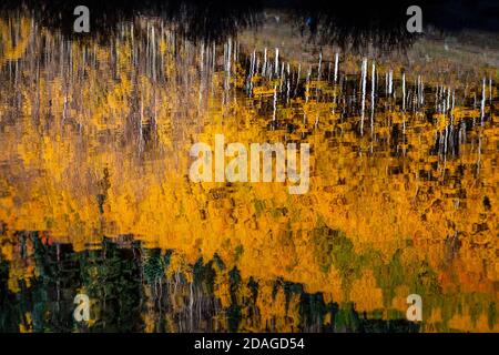 Riflessione nell'acqua delle foglie gialle dell'albero degli aspen autunnali. Preso vicino a Silverton alla Million Dollar Highway, Colorado Rocky Mountains, Stati Uniti. Foto Stock