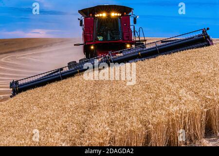 CaseIH mietitrebbia che raccoglie il grano al crepuscolo sulle colline di La regione di Palouse nell'area orientale di Washington Foto Stock