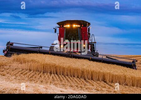 CaseIH mietitrebbia che raccoglie il grano al crepuscolo sulle colline di La regione di Palouse nell'area orientale di Washington Foto Stock