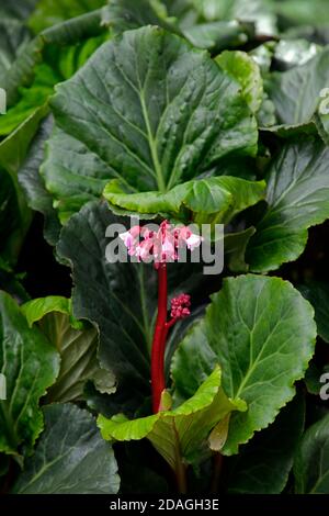Bergenia Bartok,bergenie,fiori rossi,fiori rossi,orecchie elefanti,orecchie elefanti,perenne rizomatoso sempreverde,foglie rotonde leaterie,a campana Foto Stock