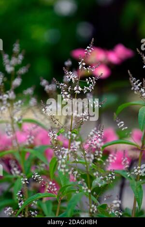 Nepeta nuda, menta verde, forma verticale, nepeta, giardino asciutto, giardino ghiaia, fiori, fioritura, giardini, RM Floral Foto Stock