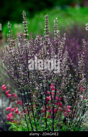 Nepeta nuda, menta verde, forma verticale, nepeta, giardino asciutto, giardino ghiaia, fiori, fioritura, giardini, RM Floral Foto Stock