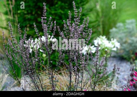 Nepeta nuda, menta verde, forma verticale, nepeta, giardino asciutto, giardino ghiaia, fiori, fioritura, giardini, RM Floral Foto Stock