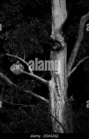 Gli uccelli rapaci appollaiato su un ramo di albero con ali spiegate Foto Stock