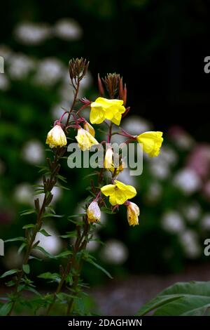 Enagra,Oenothera biennis,giallo,fiore,fiori,fioritura,BIENNALE,profumo,profumato,RM Floral Foto Stock