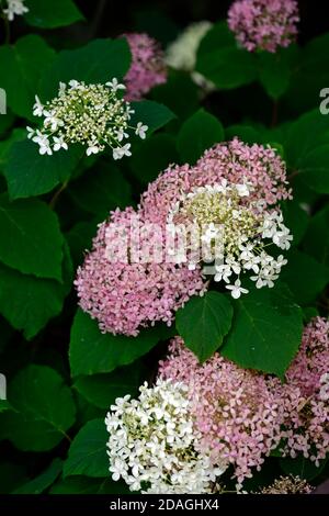 Idrangea arborescens Rosa Annabelle,Ncha2,fiori bianchi rosa,fiore,fioritura,giardino,idrangee,RM Floral Foto Stock