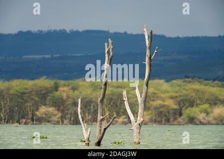 Parzialmente sommerso albero morto a causa di aumento dei livelli delle acque, il lago Naivasha, Kenya, Africa orientale Foto Stock