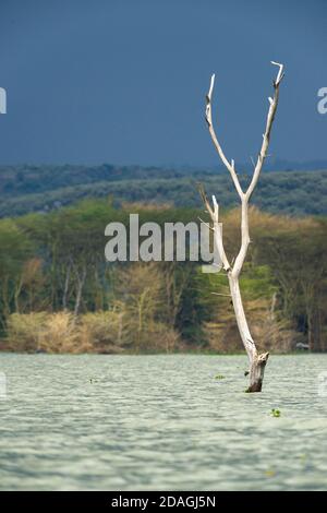 Parzialmente sommerso albero morto a causa di aumento dei livelli delle acque, il lago Naivasha, Kenya, Africa orientale Foto Stock