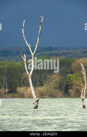 Parzialmente sommerso albero morto a causa di aumento dei livelli delle acque, il lago Naivasha, Kenya, Africa orientale Foto Stock