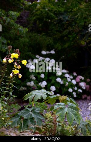 Serata comune Primrose,Oenotera biennis,giallo,fiore,fiori,fioritura,Tetrapanax rex,verde fogliame,foglie,ritratti di piante,arbusti sempreverdi,archite Foto Stock