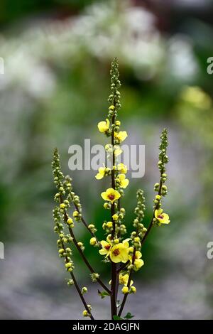 Verbasco, mullein, mulleins, fiori gialli, fioritura, giardino, giardini, RM Floral Foto Stock