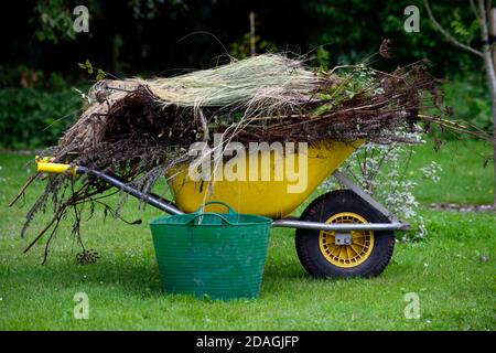 carriola,chiaro,pulizia,ordinato,riassetto,erbacce,erbacce,erbacce,pieno,riempito,giardinaggio,lavori,lavori,lavori,carote,carriole,giardino,giardini,aiuto,assistenza,trasporto,movimento, Foto Stock