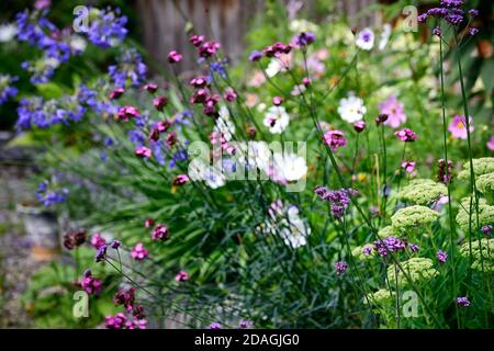 Verbena bonariensis,Dianthus certhusianorum,Rosa certosina,Agapanthus inapertus,fiori blu agapanthus,perenni,confini misti,giardino,giardini,fiore Foto Stock