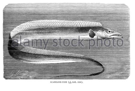 Scabbard Fish, illustrazione d'annata del 1896 Foto Stock