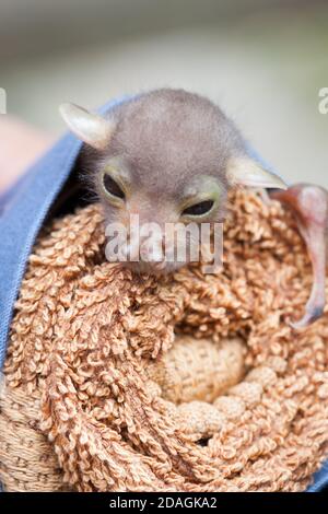 Bambino orfano orientale tubo-nosed Bat (Nyctimene robinsoni) di circa 12 giorni, con gli occhi aperti. Novembre 2020. Baia di mucca. Queensland. Australia. Foto Stock