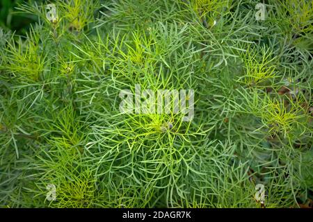 Cespuglio di camomilla officinalis foglie senza fiori nella foresta in una giornata di sole. Splendido sfondo floreale. Foto Stock