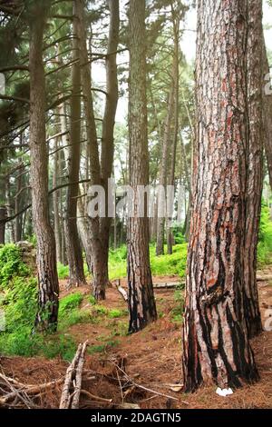 Pineta. Relitti (Pinus Pityusa, Pinus bruia, pino turco). Gagra, Abcasia. Foto Stock