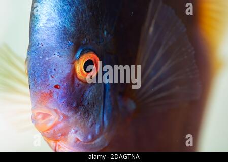 Closup di pesce Discus Blue Diamond, vista dettagliata della bocca e degli occhi Foto Stock