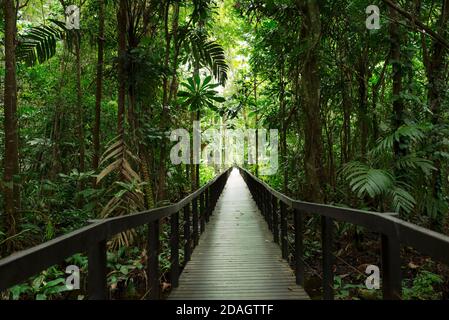 Sentiero escursionistico nella lussureggiante foresta pluviale nel Parco Nazionale di Cahuita, Costa Rica Foto Stock