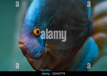 Closup di pesce Discus Blue Diamond, vista dettagliata della bocca e degli occhi Foto Stock
