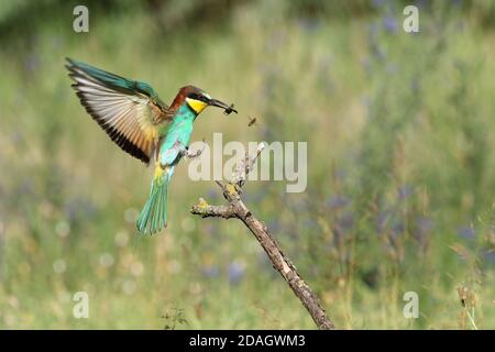 L'aquilone europeo (l'apiaster Merops), atterrando su un ramo con un insetto nel disegno di legge, Ungheria, Parco Nazionale di Kiskunsag Foto Stock