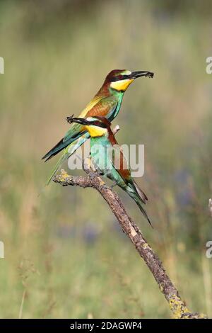 L'aquilone europeo (Apiaster Merops), coppia che perching su un ramo con insetti in bollette, Ungheria, Parco Nazionale di Kiskunsag Foto Stock