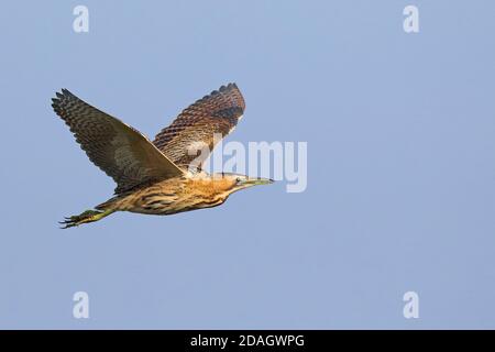 Bittero eurasiatico (Botaurus stellaris), in volo, Paesi Bassi, Frisia, Parco Nazionale di Lauwersmeer Foto Stock