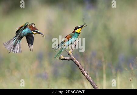 Il mangiatape europeo (Apiaster Merops), maschio che perching su un ramo con una libellula nel becco, femmina in approdo, Ungheria, Kiskunsag National Foto Stock