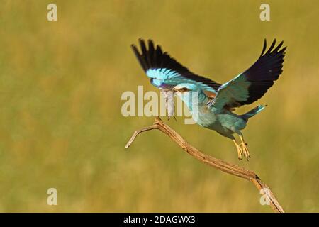 European Roller (Coracias garrulus), partendo da un ramo con un mouse nel disegno di legge, Ungheria, Parco Nazionale di Kiskunsag Foto Stock