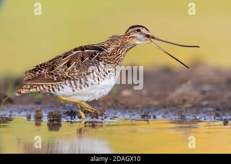 Snipe comune (Gallinago gallinago), vista laterale di un adulto che apre il suo disegno di legge, Italia, Campania Foto Stock