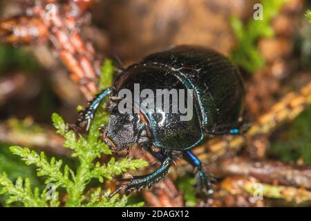 Comune di dor beetle (Anoplotrupes stercorosus, Geotrupes stercorosus), sul suolo della foresta, Germania
