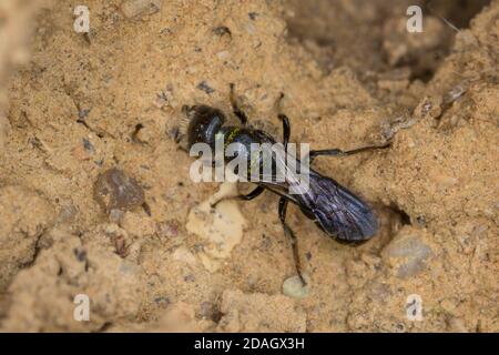 Forbice (Osmia florisonmis, Chelostoma florisomne), raccolta di filoni femminili per la chiusura del foro di nidificazione, Germania Foto Stock