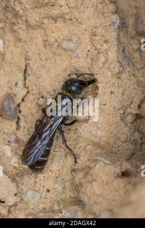 Forbice (Osmia florisonmis, Chelostoma florisomne), raccolta di filoni femminili per la chiusura del foro di nidificazione, Germania Foto Stock