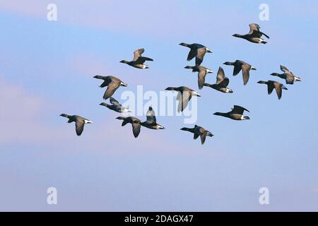 branta bernicla, gruppo di volo, Paesi Bassi, Hollands Kroon Foto Stock