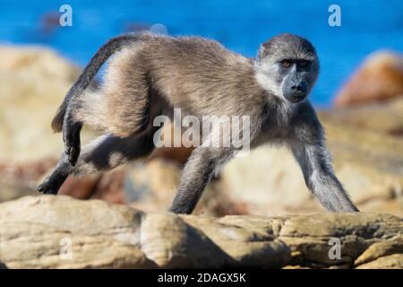 Chacma baboon, anubius baboon, ulivo baboon (Papio ursinus, Papio cynocephalus ursinus), giovani che corrono su alcune rocce, Sudafrica, Capo Occidentale Foto Stock